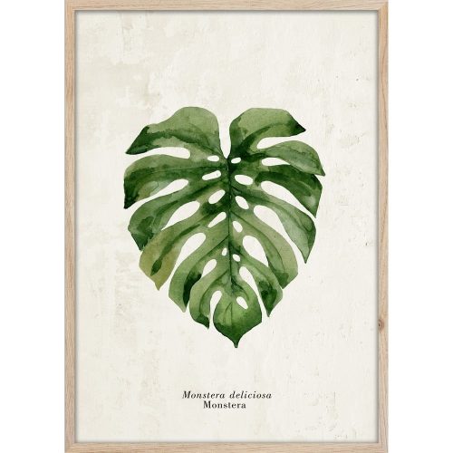 Kép 50x70 cm Monstera – Styler