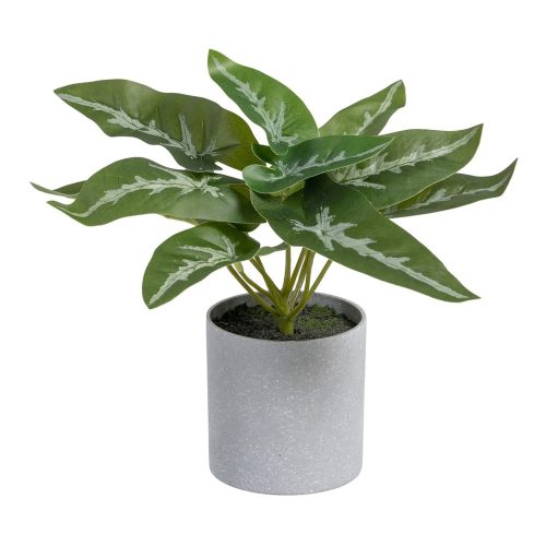 Műnövény (magasság 21 cm) Syngonium – Ixia